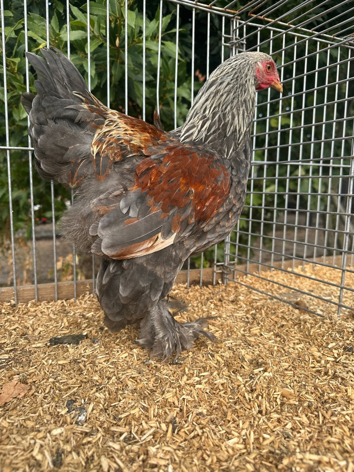 Brahma kriel BSO