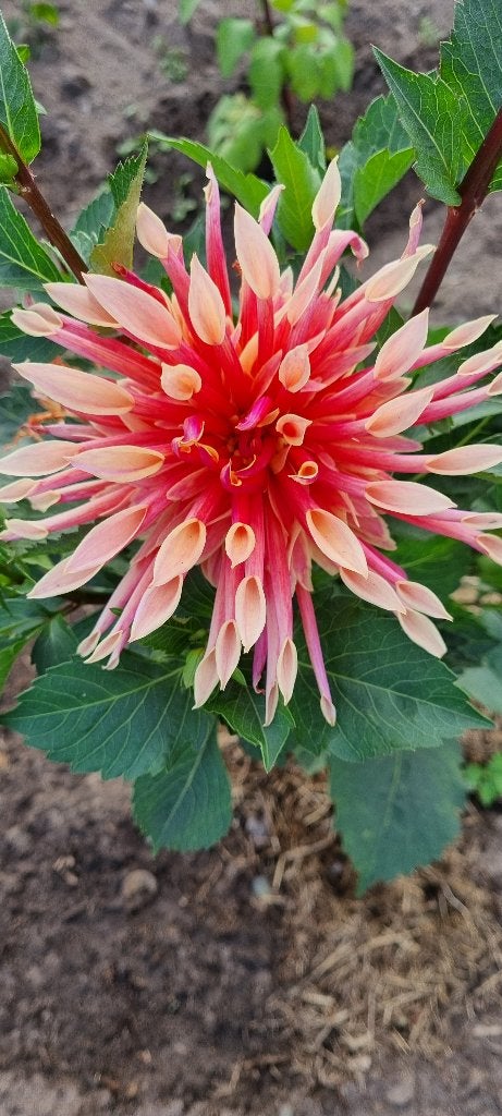 Dahlia laberynth, Tuin en Terras, Ophalen of Verzenden, Voorjaar, Volle zon, Knol