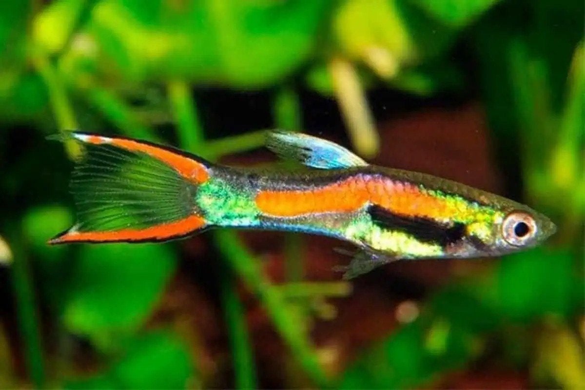endler guppies