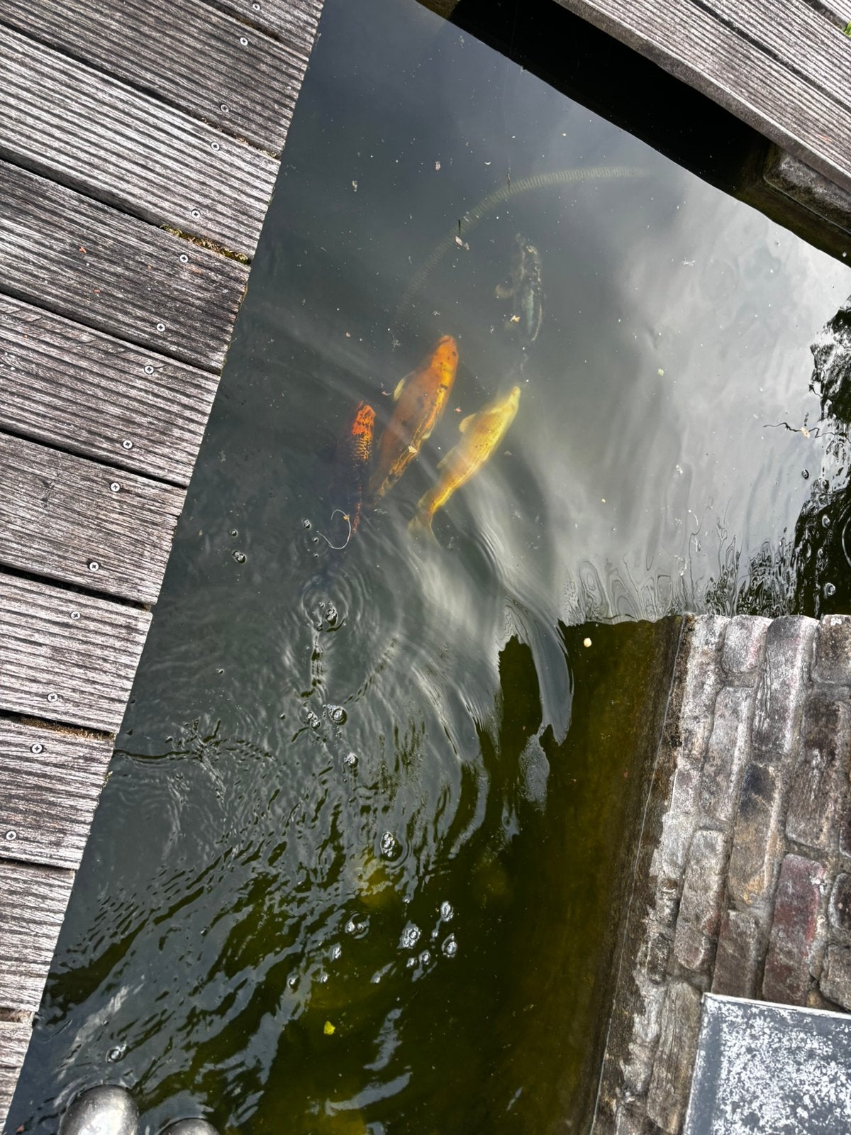 Koi’s te koop