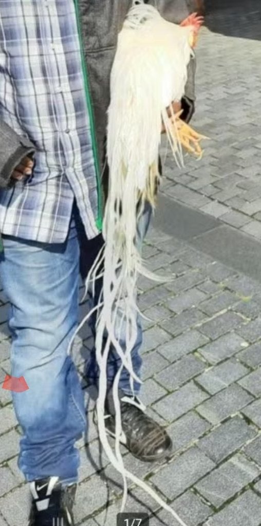 Onagadori  3 voor 50€, Meerdere dieren, Kip