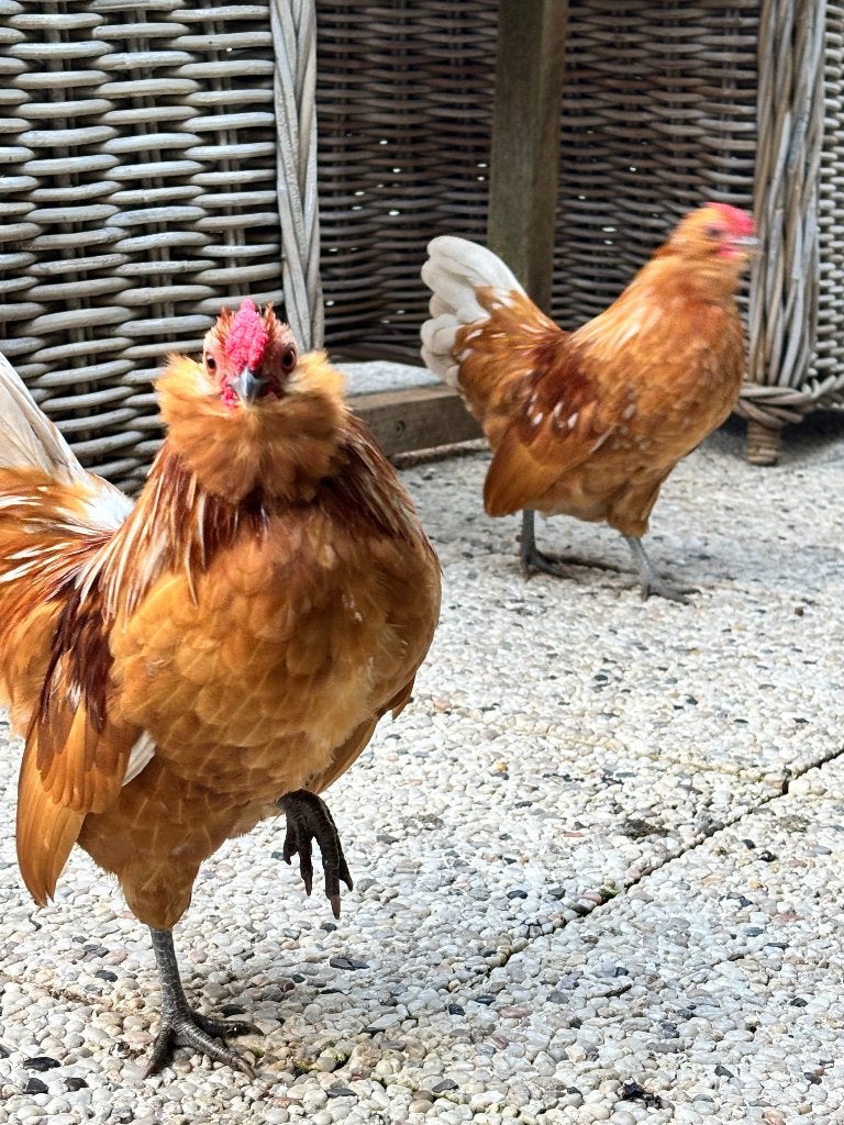 Antwerpse baardkriel haantjes, Dieren en Toebehoren, Mannelijk, Kip