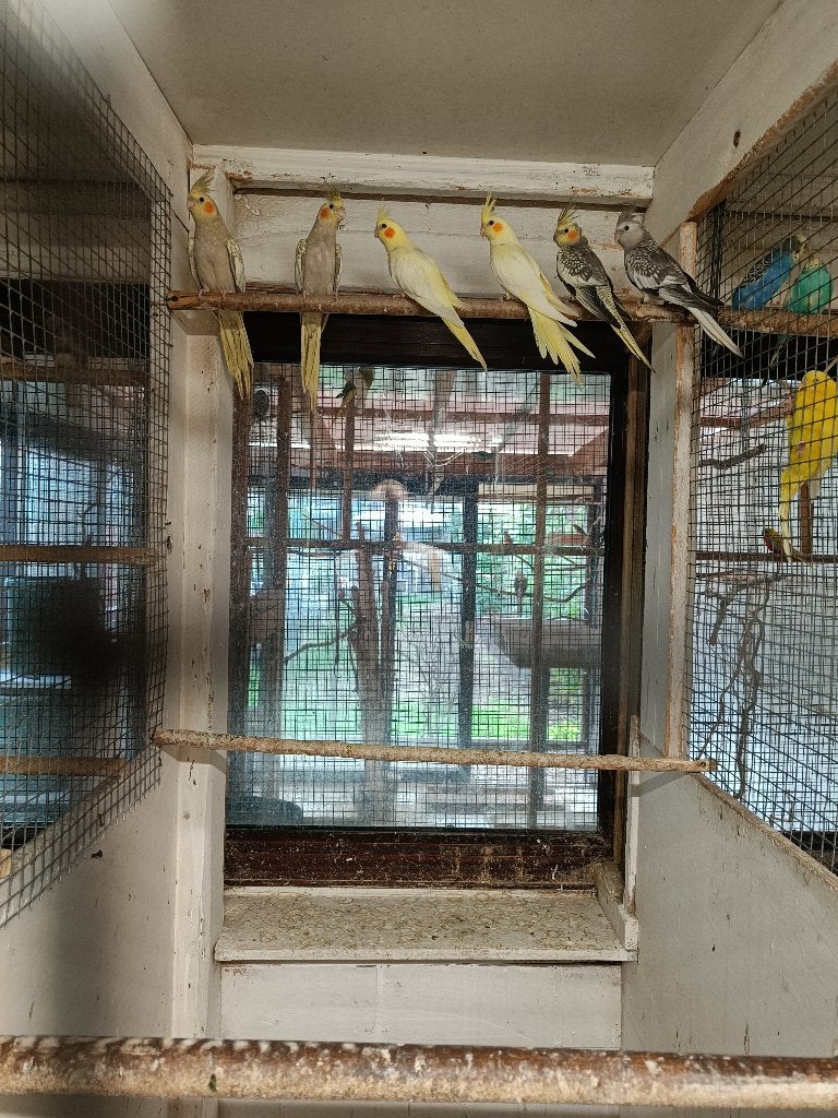 valkparkieten, Meerdere dieren, Parkiet, Geringd