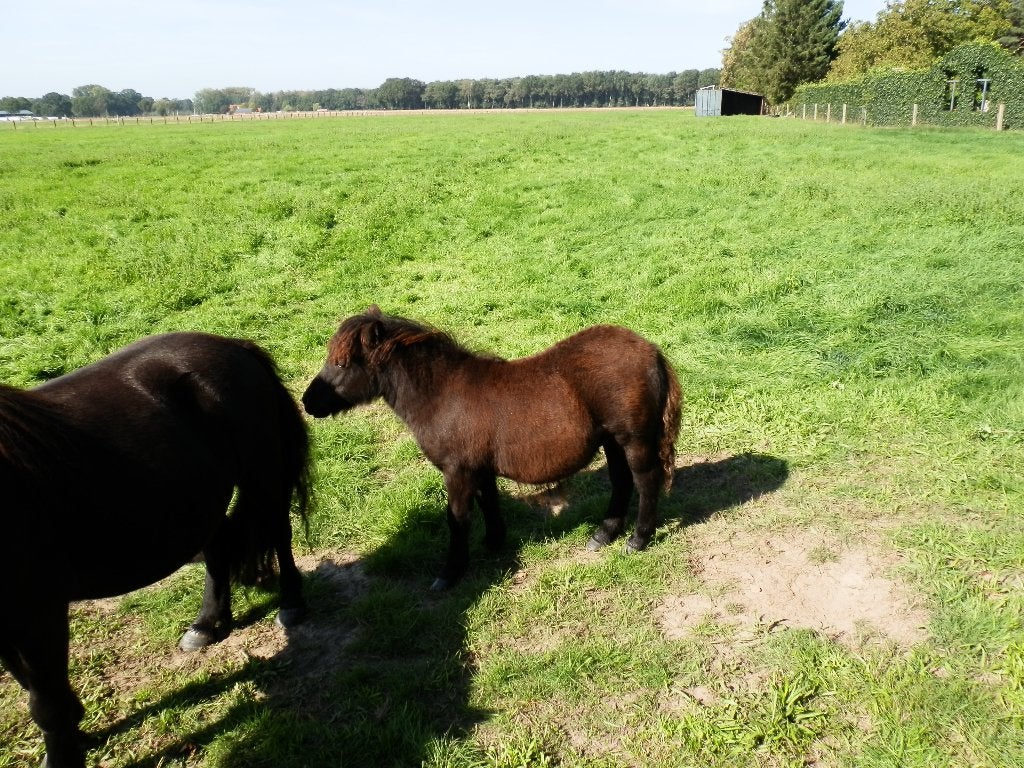 shetland pony, Dieren en Toebehoren, Met stamboom, Niet van toepassing, 0 tot 2 jaar, Hengst