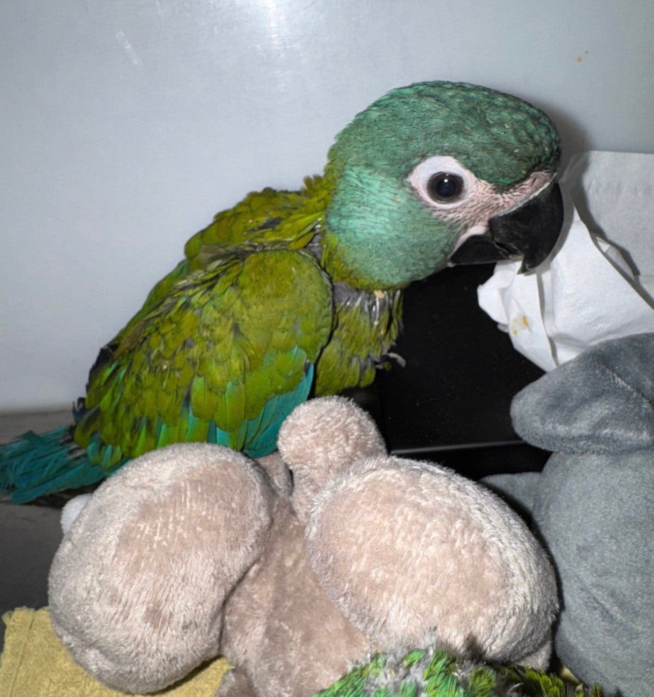 Jonge Blauwkop ara’s, lieve gezinsvogels !, Dieren en Toebehoren, Papegaai, Pratend
