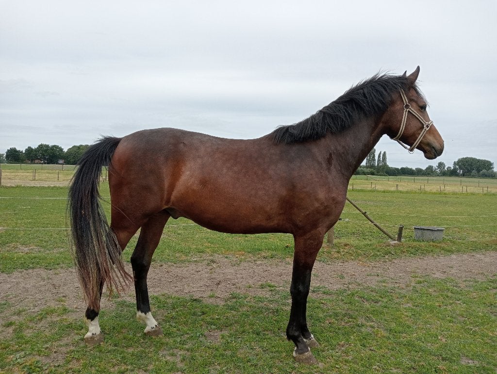 3-jarige goed bewegende dressuuruin, Met stamboom, Ruin, Dressuurpaard, 3 tot 6 jaar