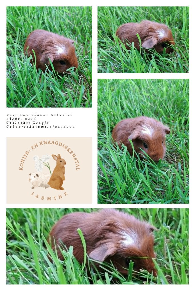 Amerikaans gekruind - Rood - Zeugje, Dieren en Toebehoren, Knaagdieren, Cavia, Juni, Vrouwelijk, Tam