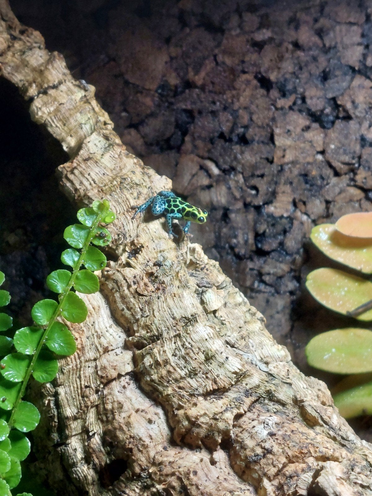 Ranitomeya imitator Nominat 2.0, Dieren en Toebehoren