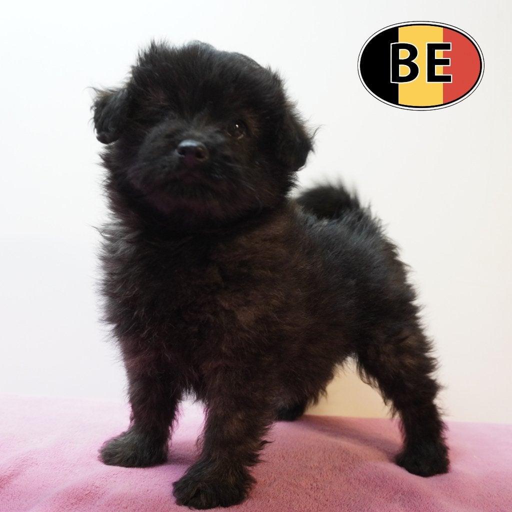 Chiots Pomapoo à vendre - L'élégance rencontre la douceur, 15 semaines à 1 an, Commerçant, Autres races, Plusieurs