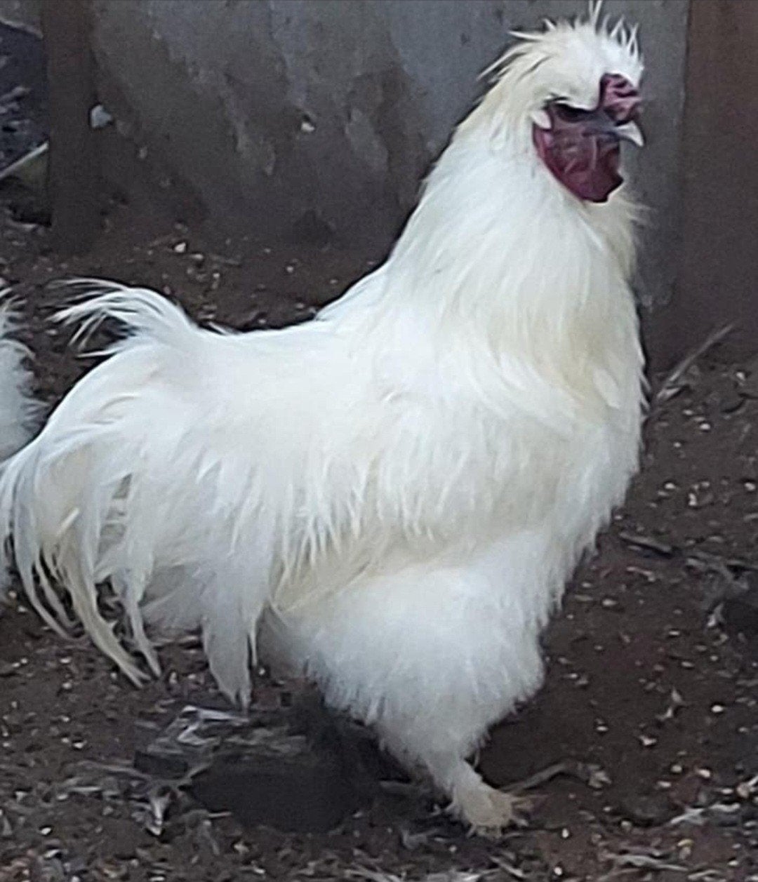 Hanen op zoek naar nieuwe thuis, Dieren en Toebehoren, Pluimvee
