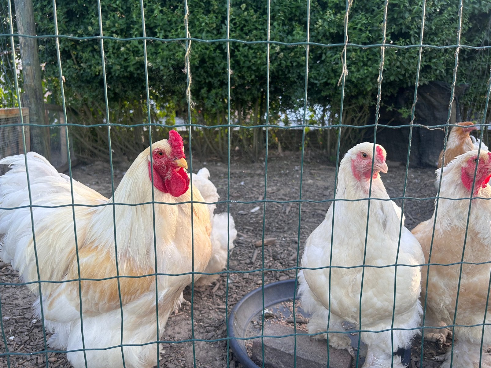 Poules citronnées Brahma, Femelle, Poule ou poulet