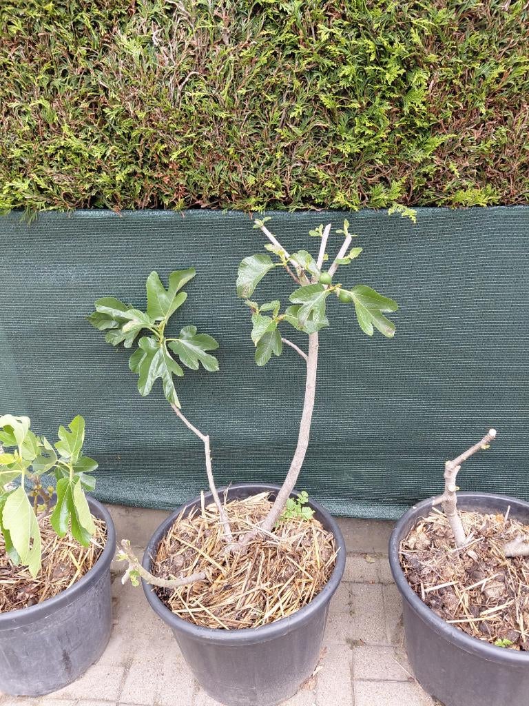 vijgeboom in pot of volle grond, Ophalen, Minder dan 100 cm, Lente, Volle zon