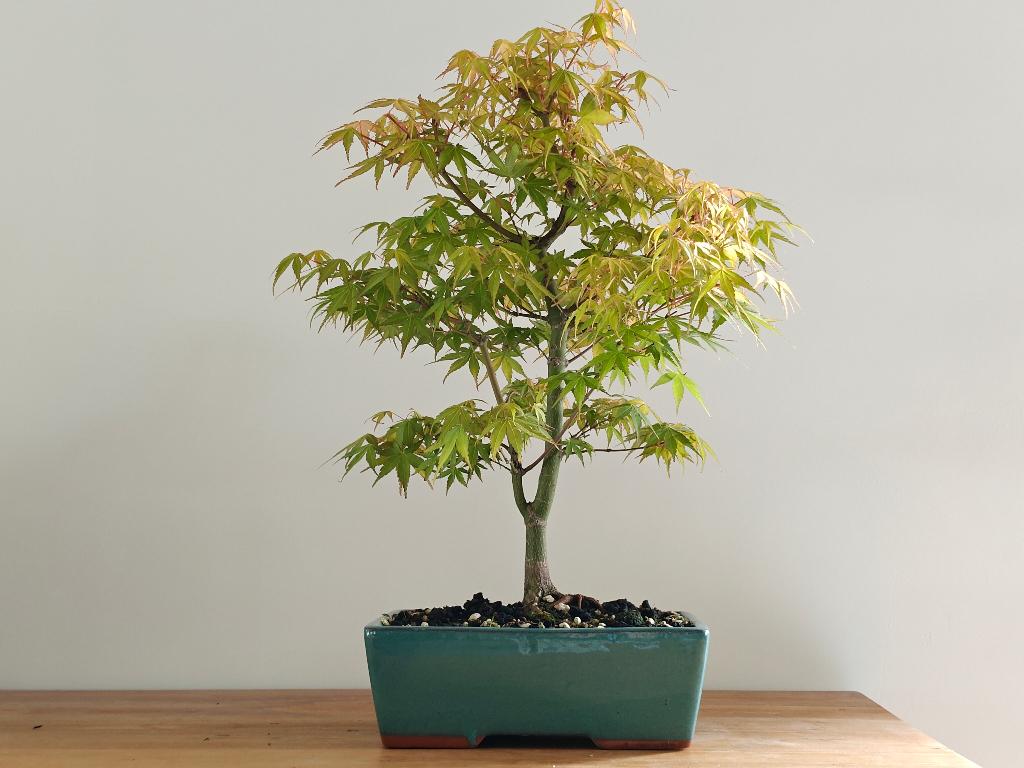Japanse esdoorn bonsai - Katsura, Tuin en Terras, Planten | Bomen, In pot, Halfschaduw, Lente, Minder dan 100 cm