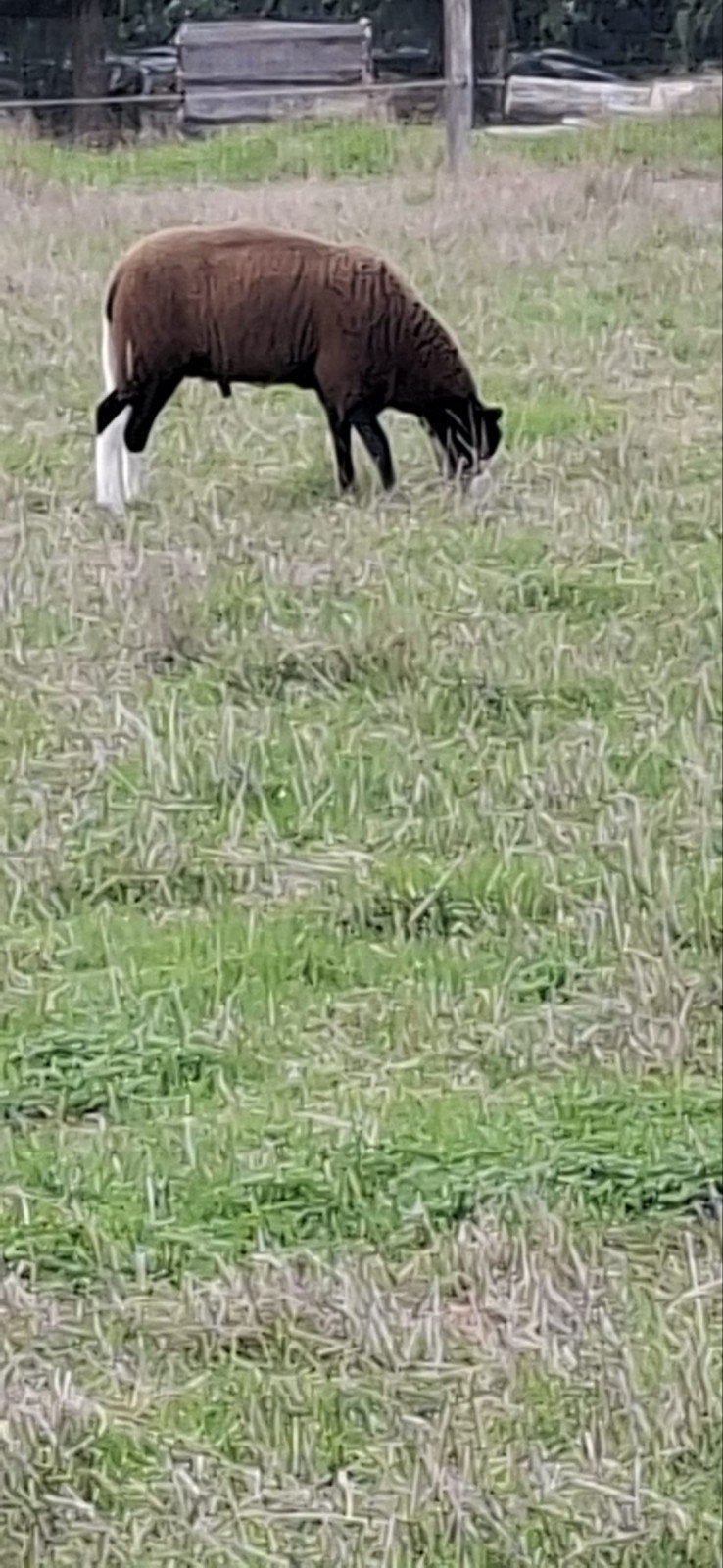 schapen, Dieren en Toebehoren, Meerdere dieren, Schaap, 0 tot 2 jaar