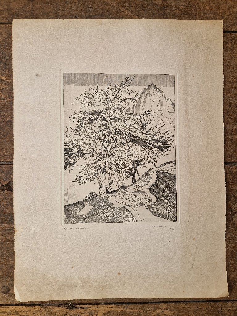 Gravure originale sur papier de Joseph Bonvoisin "Epicéas", 1950 - 1999, 58 cm, Faune et Flore, Gravure