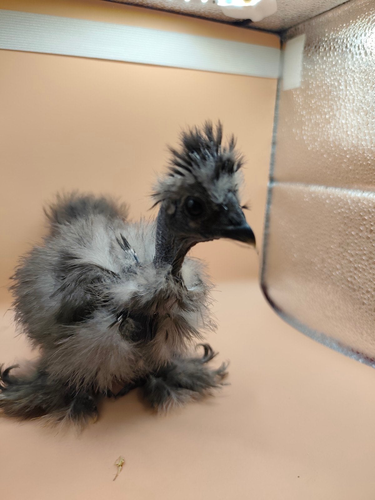 Usa zijdehoen hennen, Dieren en Toebehoren, Vrouwelijk, Kip