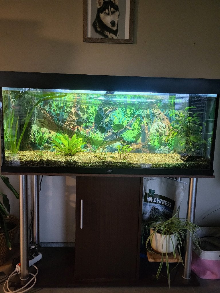 Juwel rio 240, Dieren en Toebehoren, Ophalen, Zo goed als nieuw, Leeg aquarium, Inclusief deksel