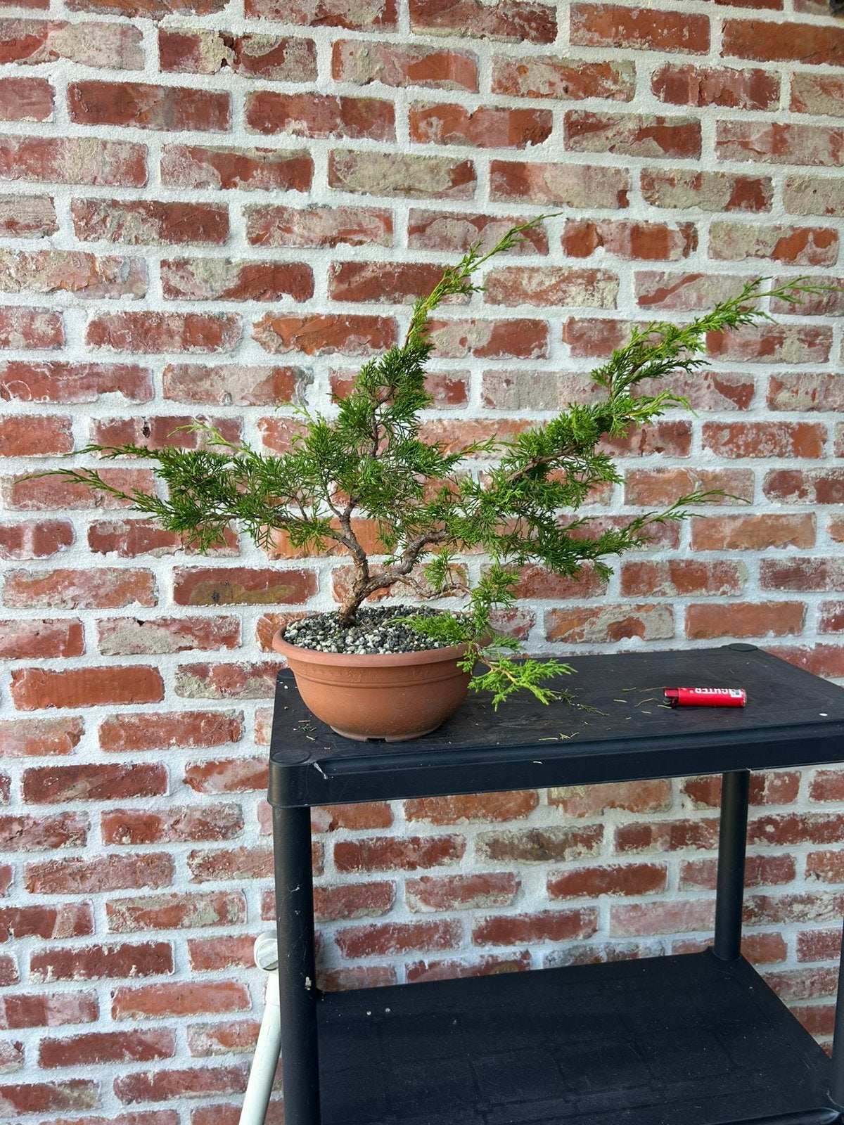 Bonsai itoigawa, Ophalen