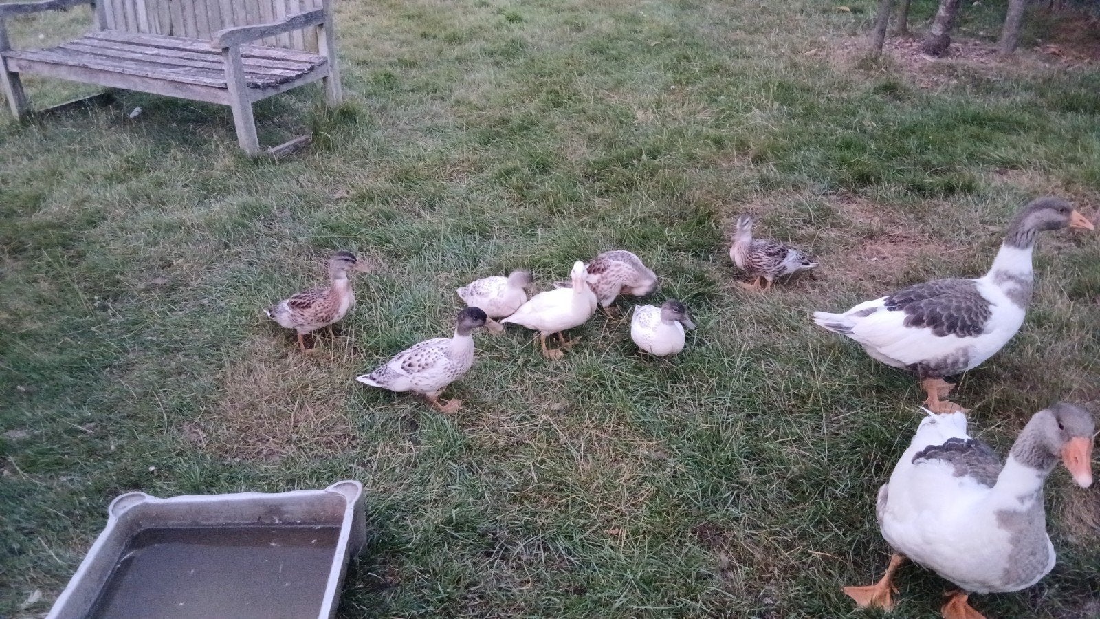 jonge vlees eenden, Dieren en Toebehoren, Pluimvee, Eend