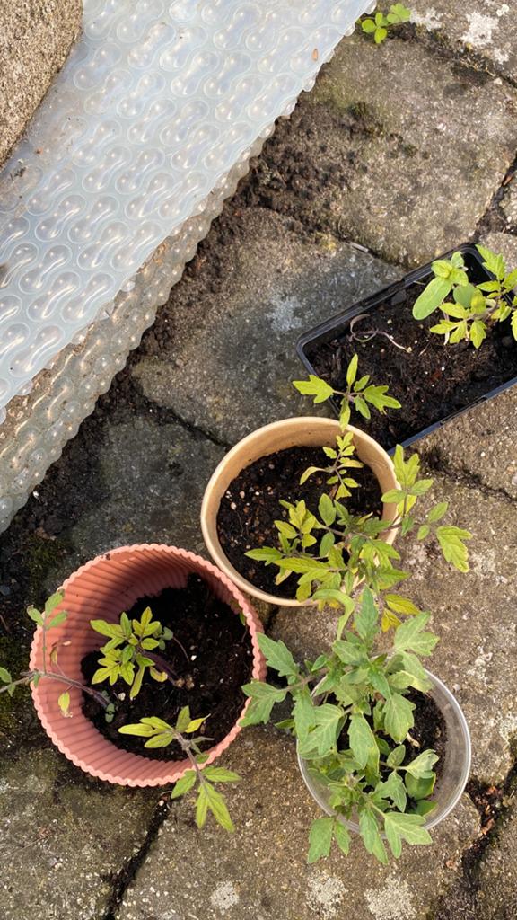 tomaten gratis, Tuin en Terras, Planten | Fruitbomen, Ophalen