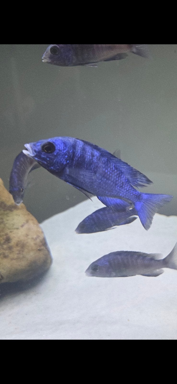 Cichlidés à vendre Placi. White Lips & Yellow Labs — Aalter, Poisson, Poisson d'eau douce