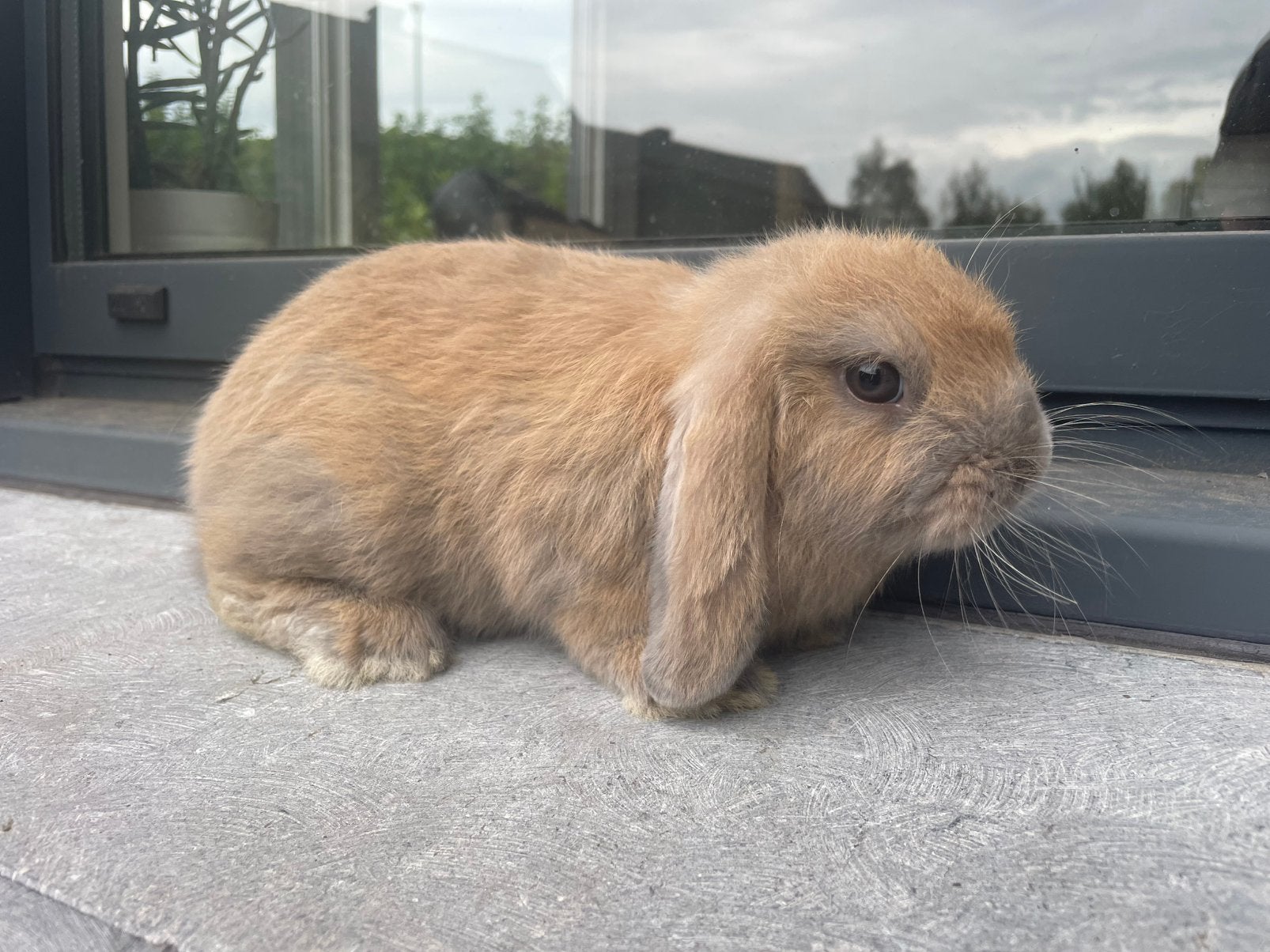 Minilop konijntje, Dieren en Toebehoren, Konijnen