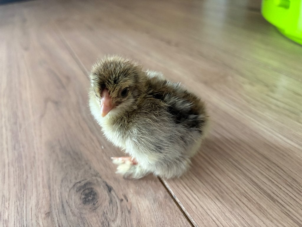 Kuikens Brahma, Dieren en Toebehoren, Pluimvee, Kip, Geslacht onbekend