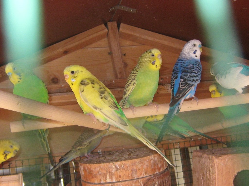 grasparkietjes, Plusieurs animaux, Oiseau tropical