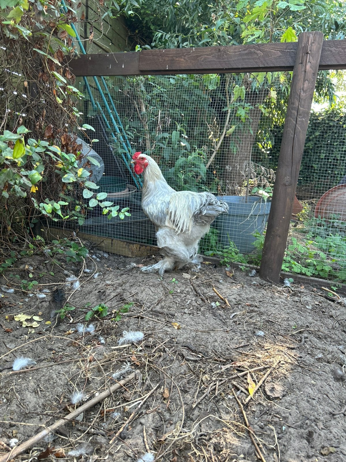 Brahma haan, Mâle, Poule ou poulet