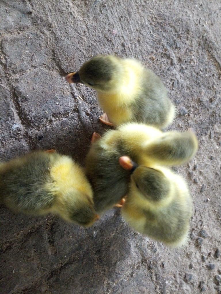 jonge vlaamse ganzen, Plusieurs animaux, Oie ou Cygne