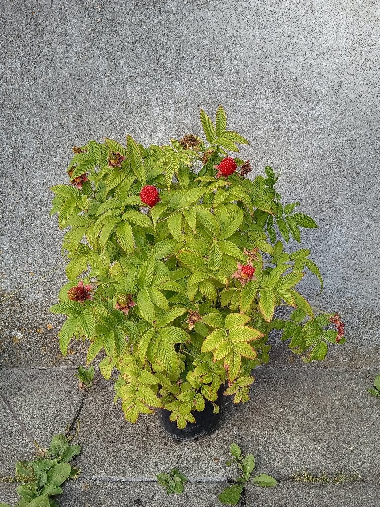 Rubus illecebrosus aardbeiframboos, Ophalen, Volle zon, Vaste plant, Zomer