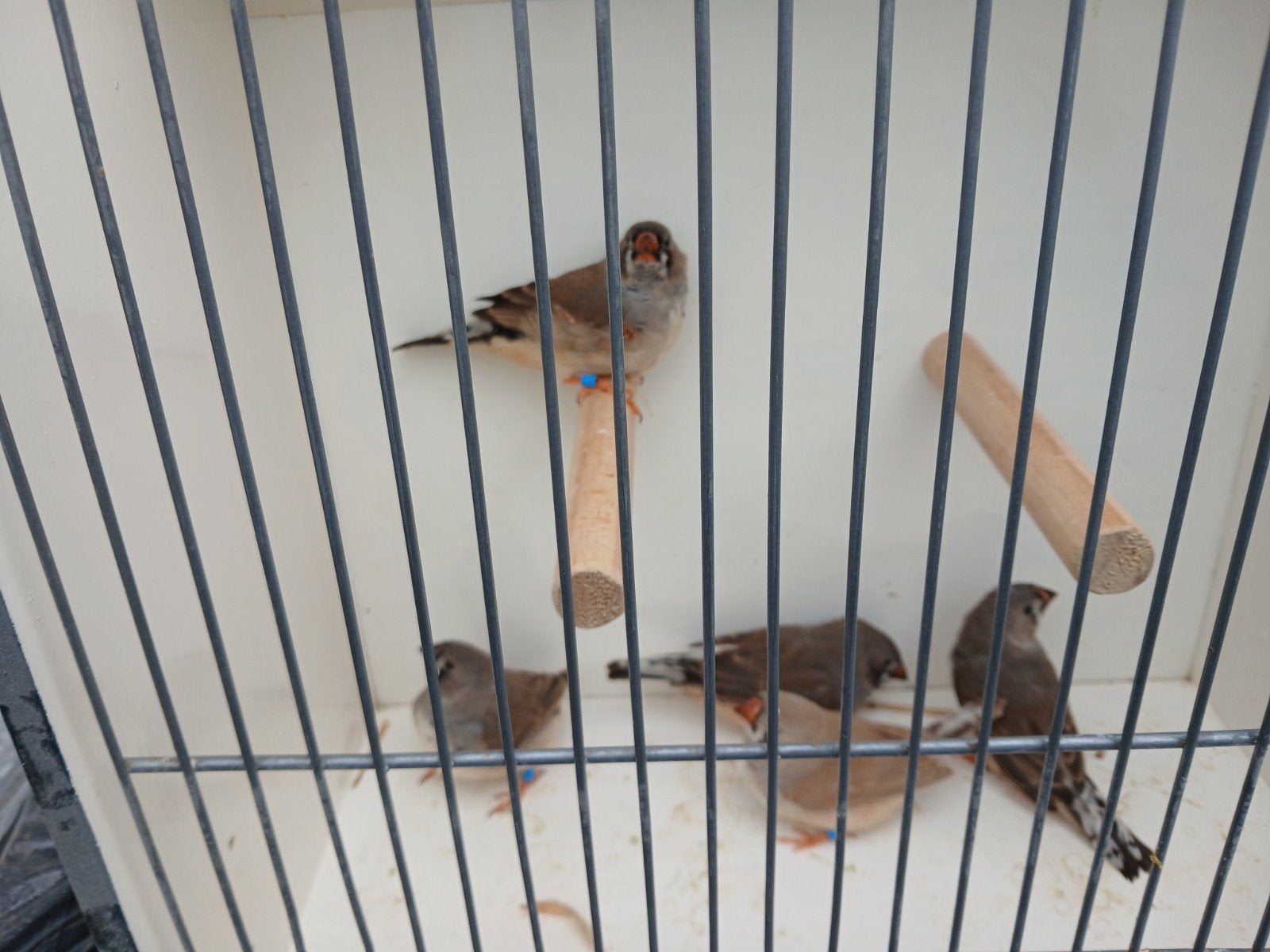 5 jonge zebravinken, Animaux & Accessoires, Oiseaux | Oiseaux Autre, Sexe inconnu, Oiseau tropical, Bagué
