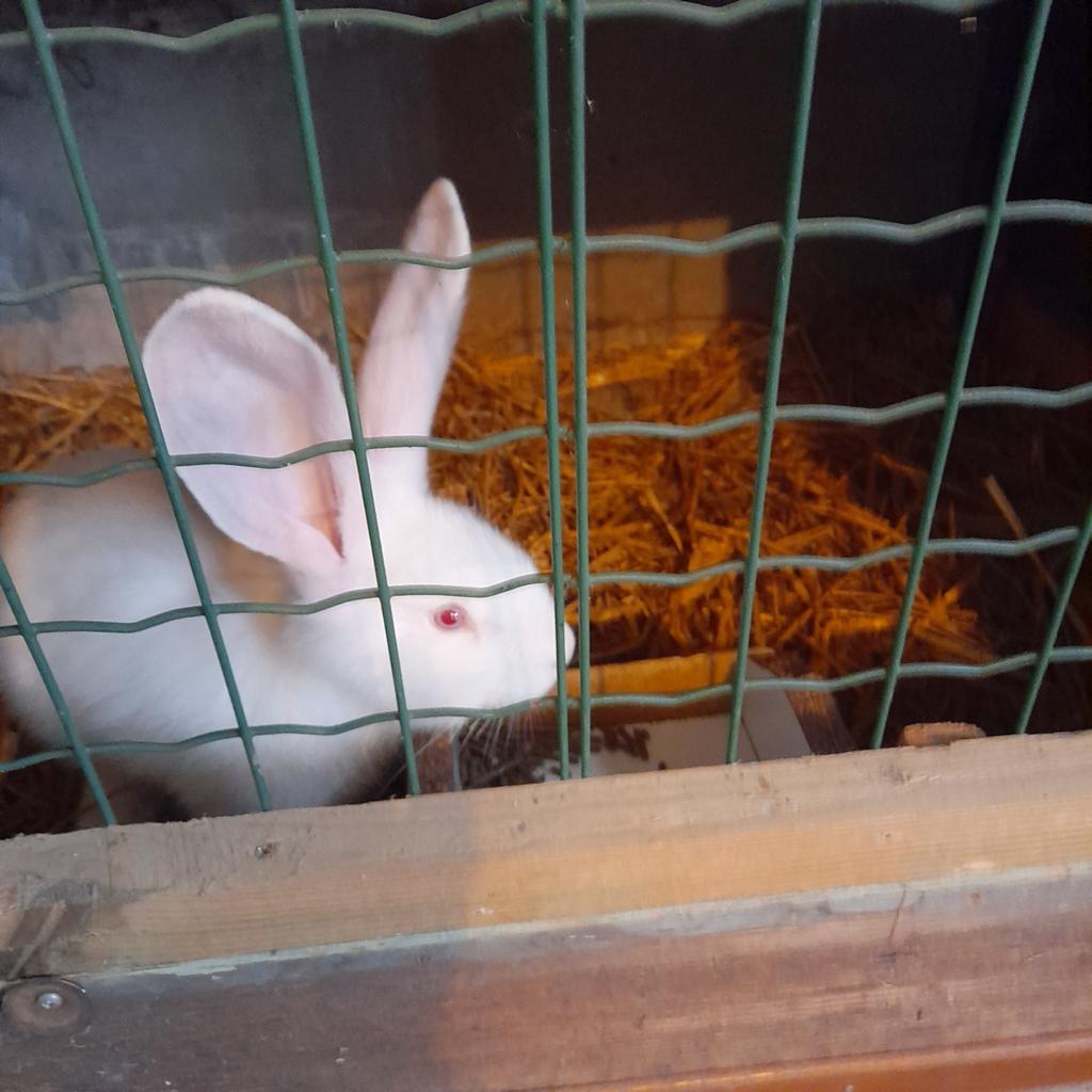 Jonge Vlaamse reus, Mannelijk, Groot, 0 tot 2 jaar