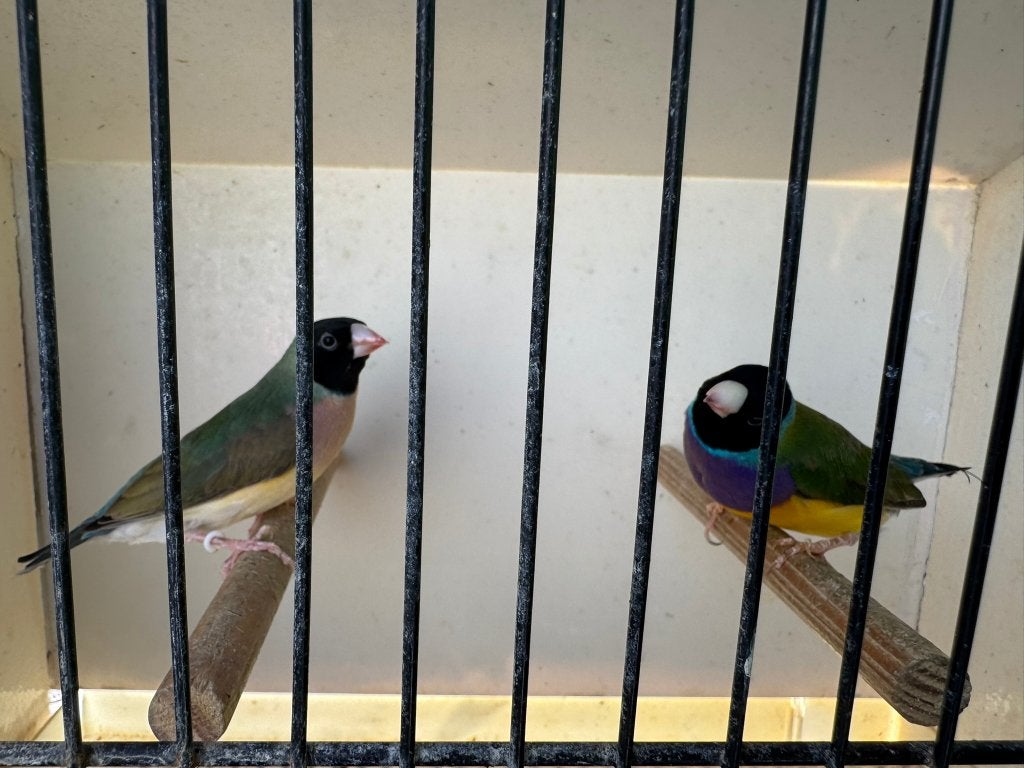Koppel wildkleur gouldamadine/goulds te koop ( Koppel 11 ), Dieren en Toebehoren, Vogels | Overige Vogels
