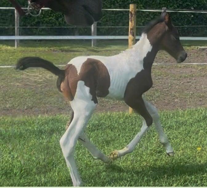 Pouliche BWP impressionnante, Animaux & Accessoires, Chevaux, Jument, Ne s'applique pas, 0 à 2 ans, Cheval de saut, Avec pedigree
