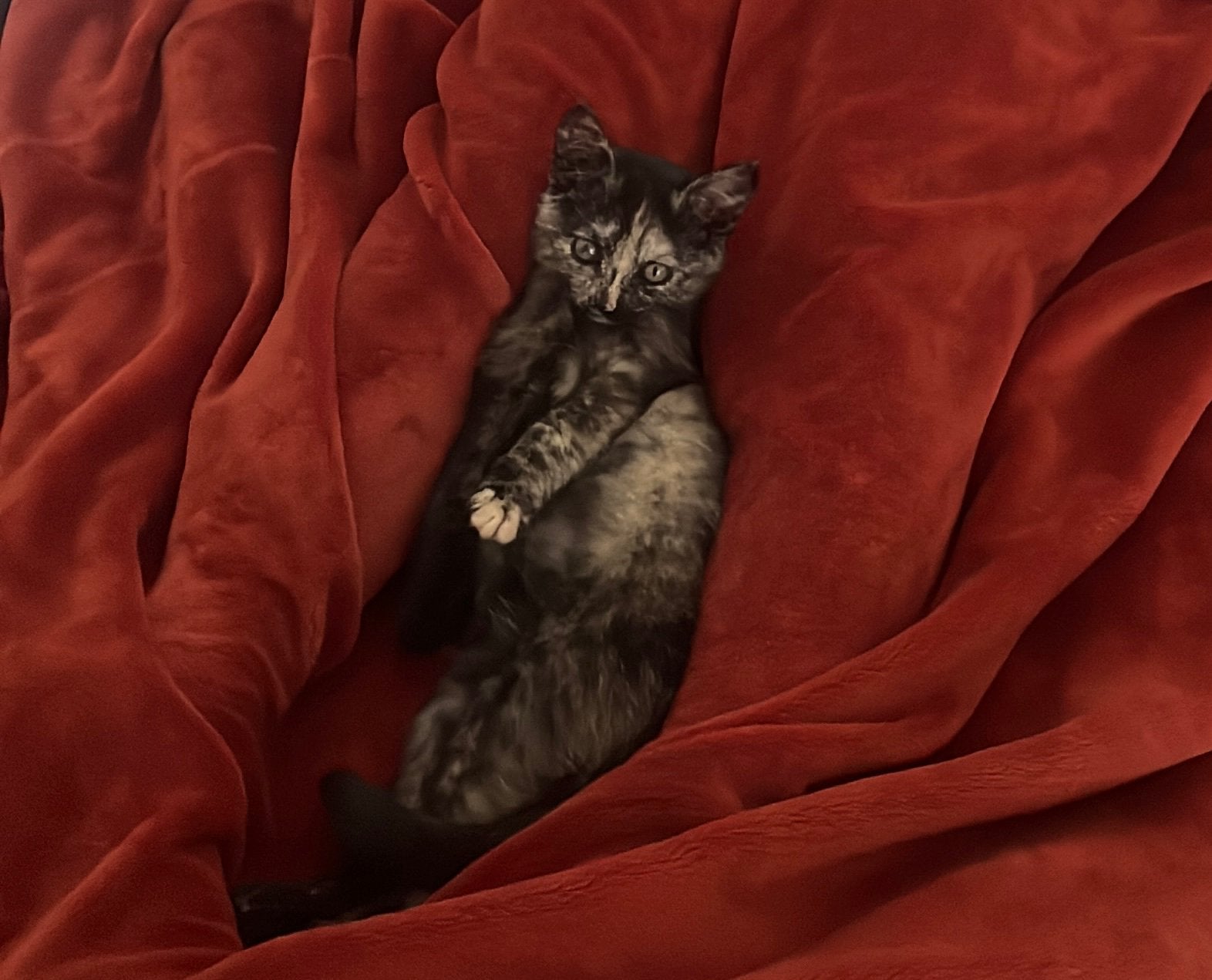 Chaton a donner, Chatte ou Chat, À poils courts, 0 à 2 ans