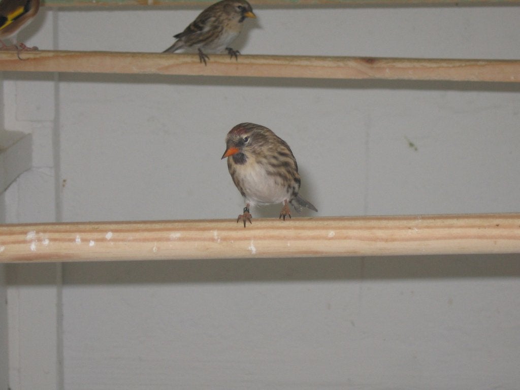 Noorse Barmsijs, Dieren en Toebehoren, Meerdere dieren, Wildzangvogel, Geringd