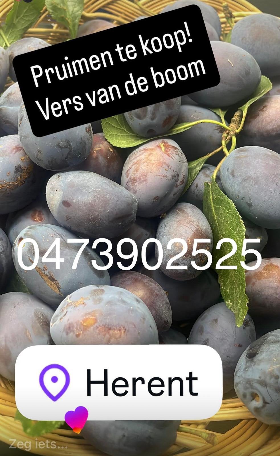 Pruimen te koop, Tuin en Terras, Ophalen