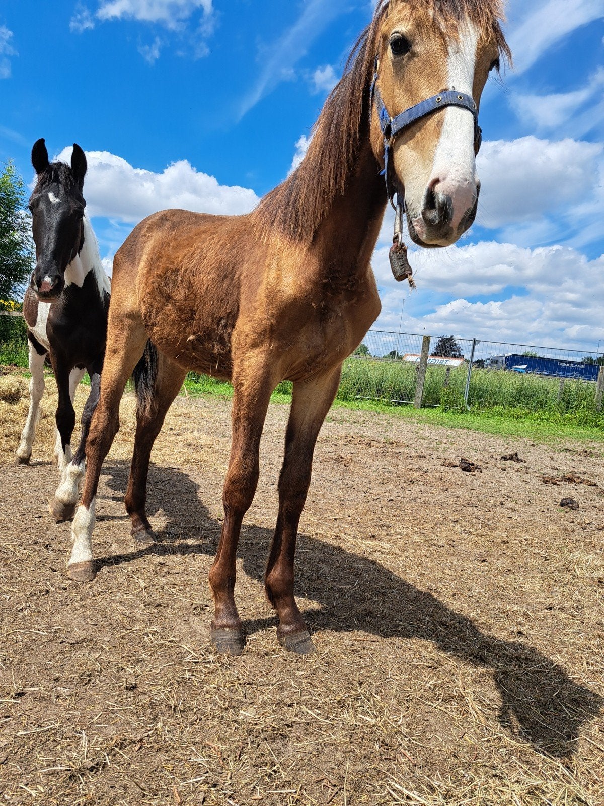 Jaarling hengst, Dieren en Toebehoren, Hengst