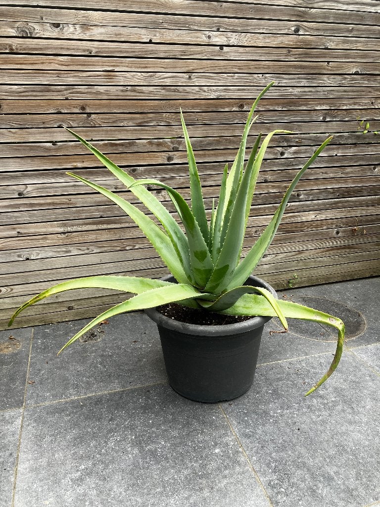 Bel aloe vera XXL sain, Plante succulente, En pot, Plein soleil, Moins de 100 cm