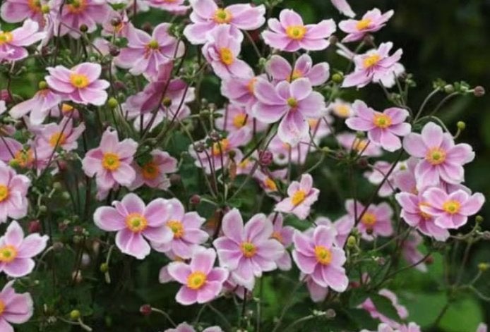 Anemone tom. 'Robustissima', Tuin en Terras, Ophalen, Vaste plant, Volle zon