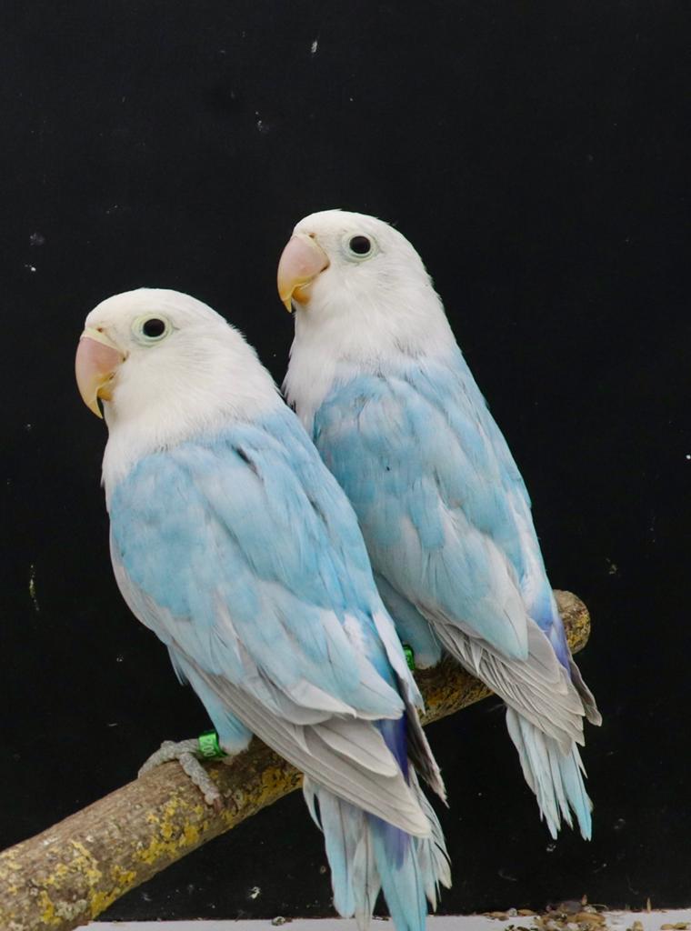 Blauw dilute / opaline. 2 mannen., Dieren en Toebehoren, Mannelijk, Dwergpapegaai of Agapornis, Geringd