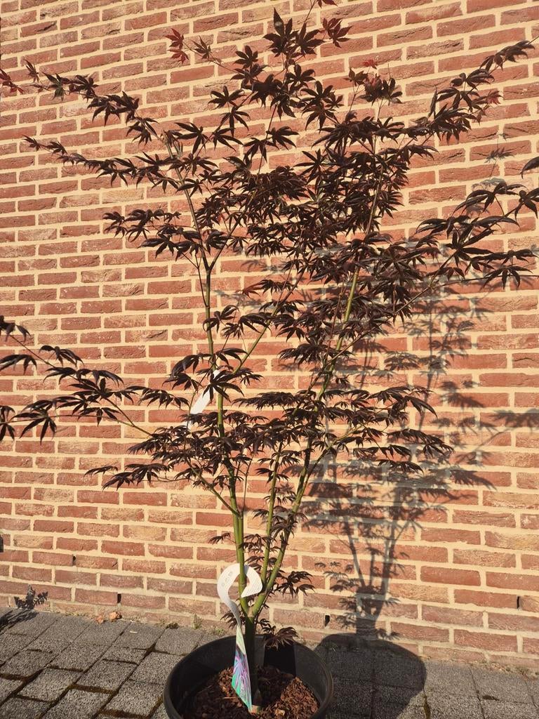 Acer palmatum Trompenburg, Tuin en Terras, Planten | Bomen, Ophalen, Zomer