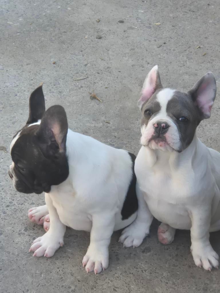 Franse Bulldog pups, 8 à 15 semaines, Bouledogue, Plusieurs, Éleveur | Loisir