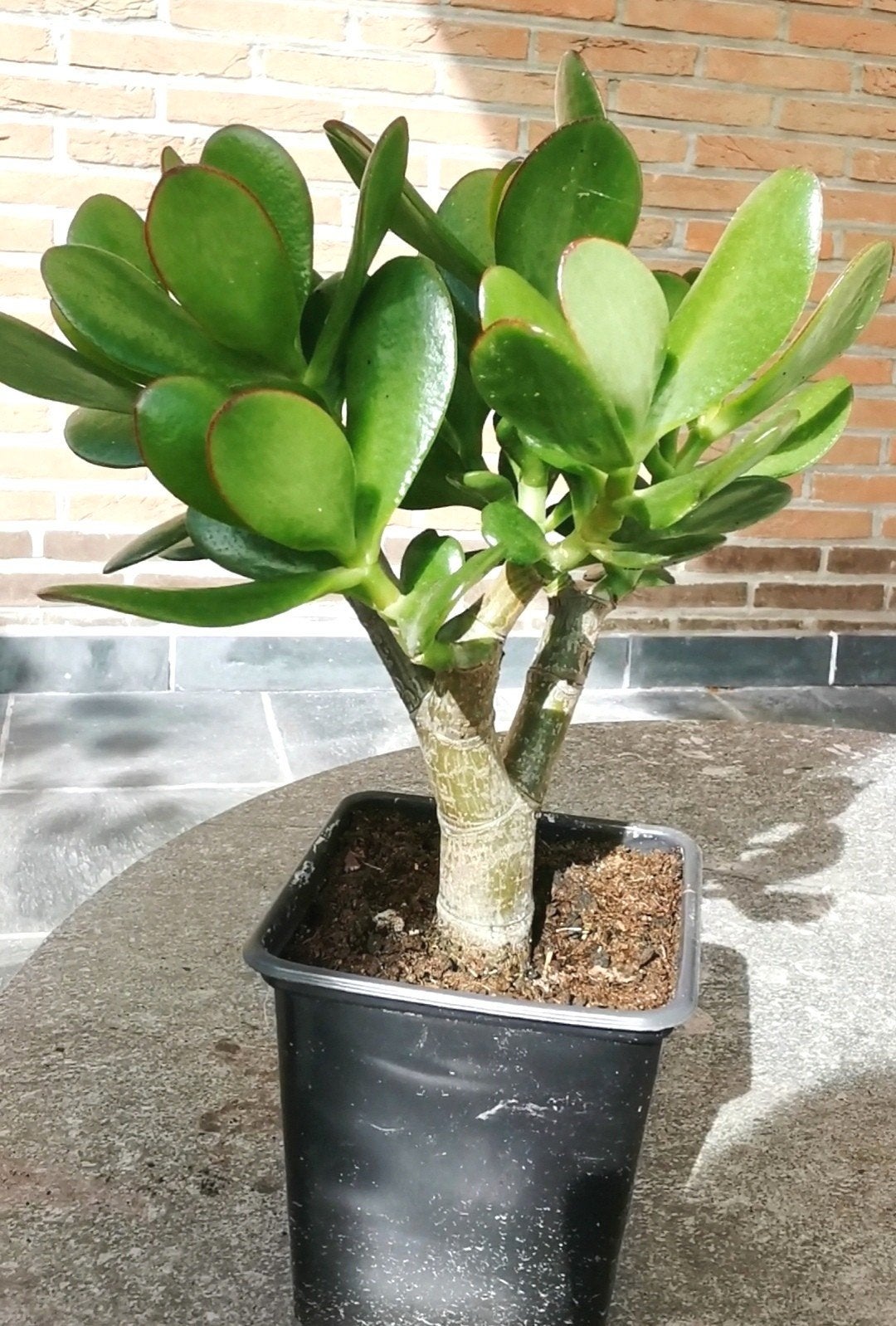Crassula ovata en bonne santé (Arbre de Jade ), Enlèvement
