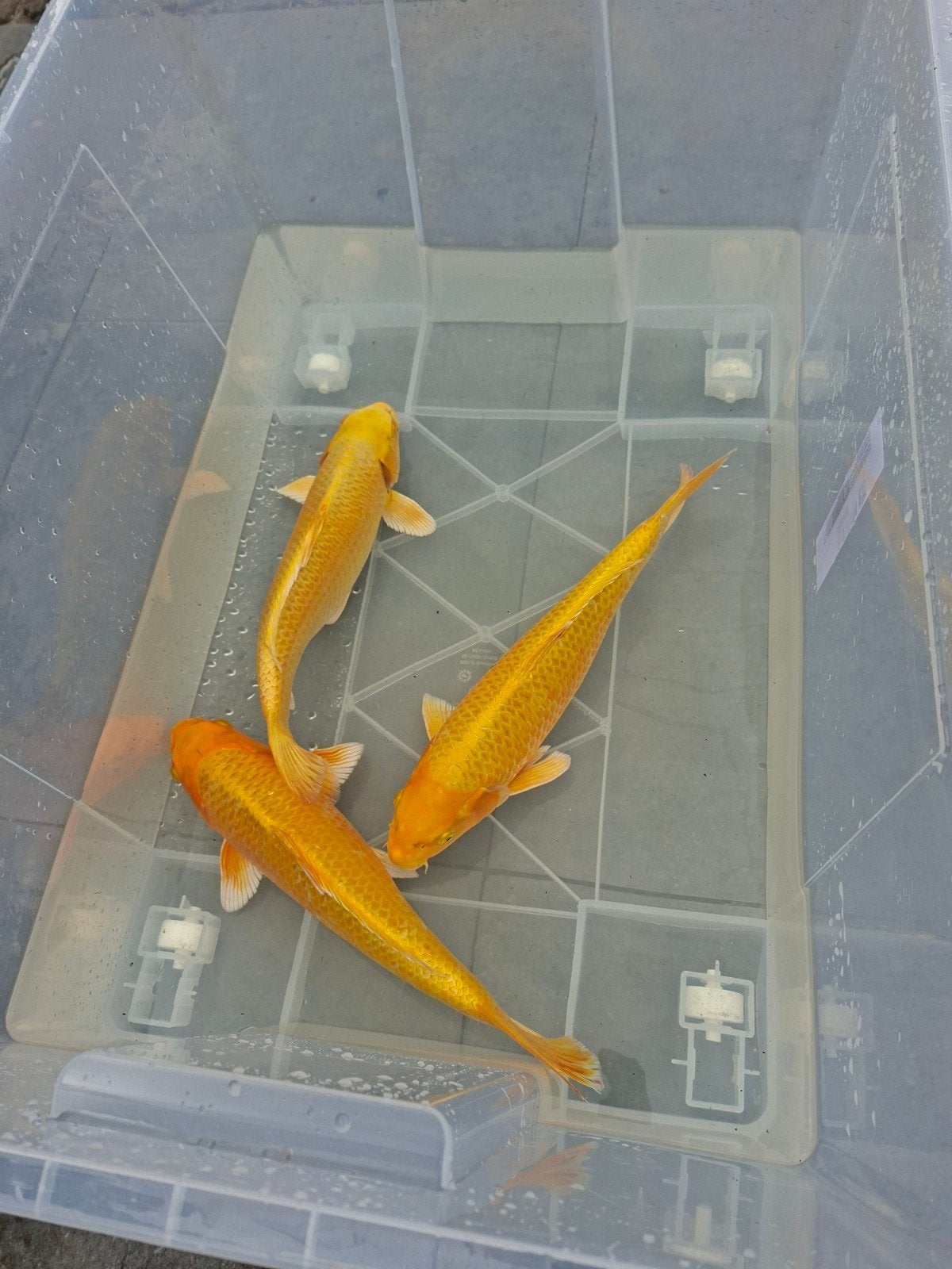 1 yamabuki 40-45 cm, Dieren en Toebehoren, Vissen | Aquariumvissen