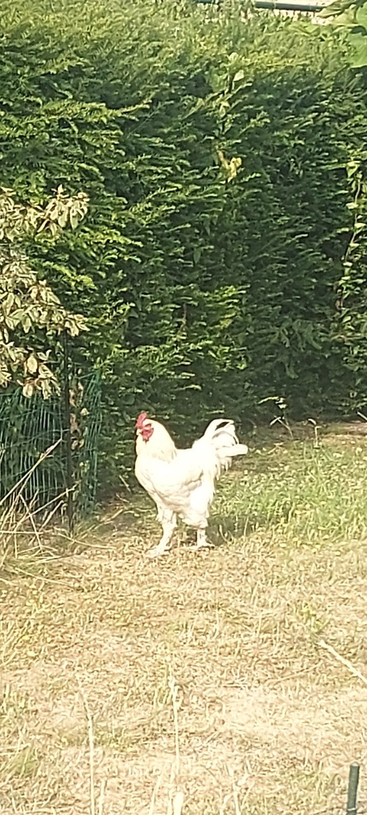 te koop, Dieren en Toebehoren