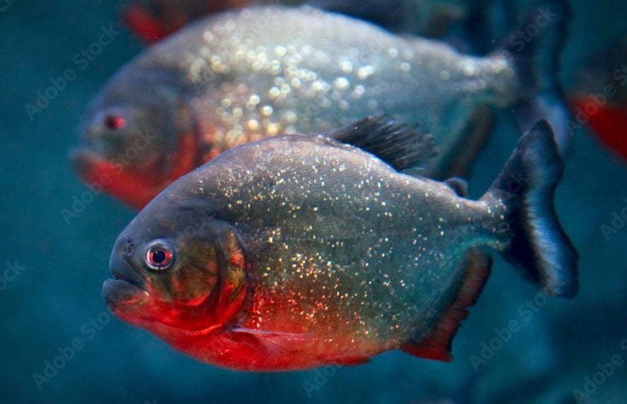 Baby Roodbuik Piranhas, Dieren en Toebehoren, Vis, Zoetwatervis, Schoolvis