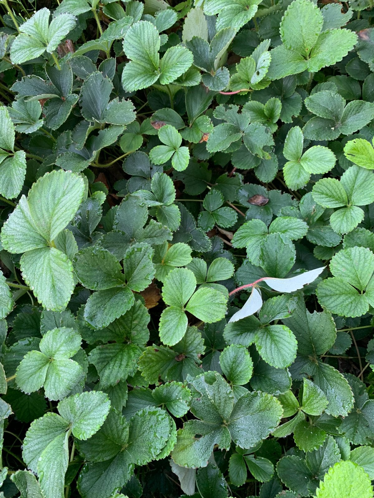 Planten van aardbeien uit volle grond, Enlèvement