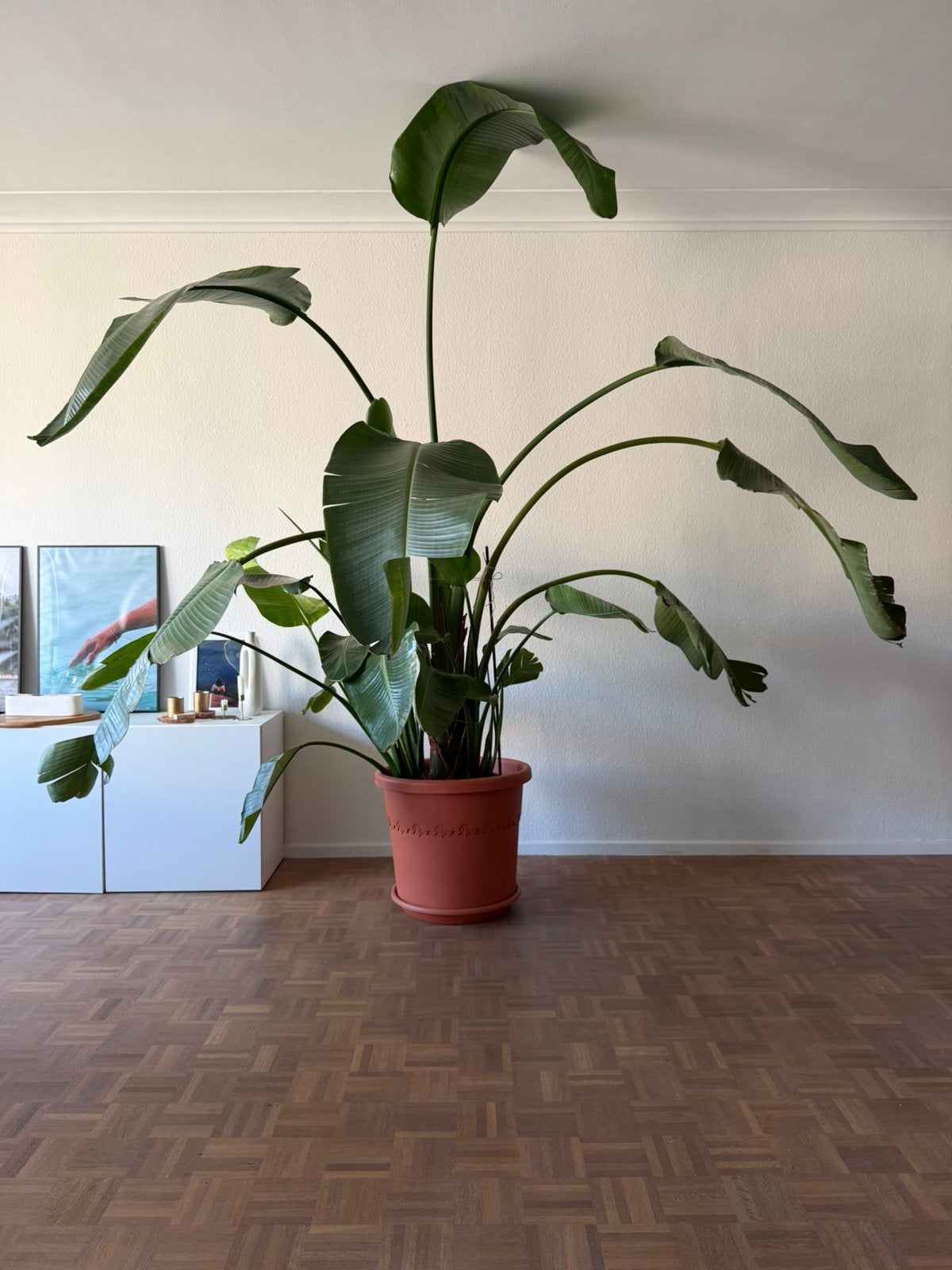 Prachtige Strelitzia van 3 meter zoekt een nieuw thuis, Ophalen, 200 cm of meer, Overige soorten, Halfschaduw